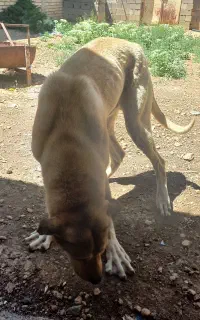 واگذاری سگ نژاد پژدر