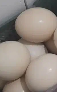 فروش تخم شترمرغ خوراکی تازه