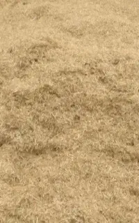 کاه گندم خوشه،سفید درجه یک سر زمین