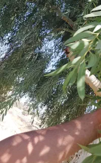 خریدار انواع چوب