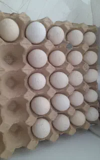 تخم‌مرغ‌ گلین نطفه دار تازه