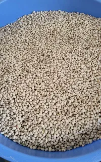 لوبیا چشم بلبلی