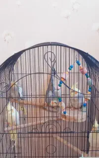 عروس هلندی