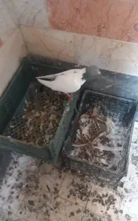گوباش‌ نر