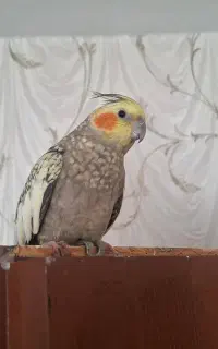 عروس هلندی