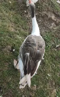 غاز