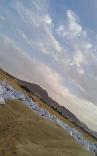 کاه گندم و جو