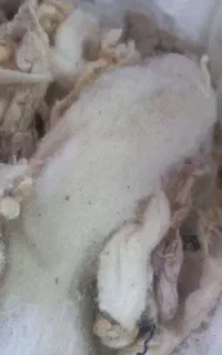 پنبه