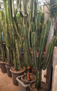 تعویض گل و گلدان در محل