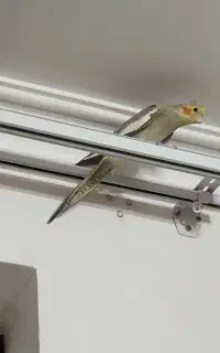 عروس هلندی جوجه