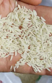 برنج هاشمی اصیل گیلان عمده از کشاورز فوری