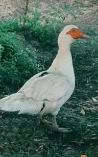 اردک روسی همه تخم گذار