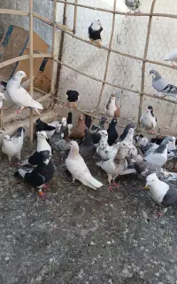 کبوتر رنگی ۴۰ تا