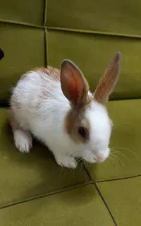 بچه خرگوش بازیگوش