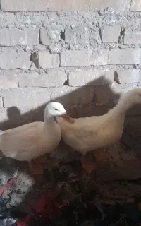 دو عدد اردک ماده تخم گذار