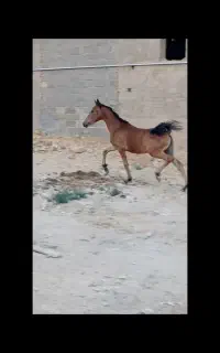 اسب