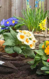 مهندس کشاورزی