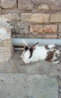 خرگوش نر و ماده