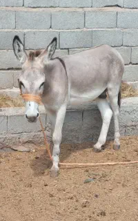 الاغ