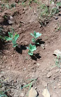 نهال کنار.بلوط