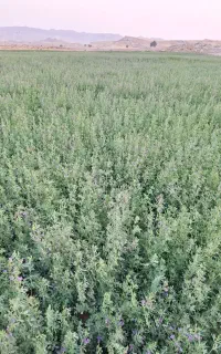 فروش یونجه
