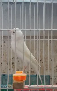 قناری ماده آماده جفت