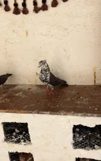 سینماش گمشده