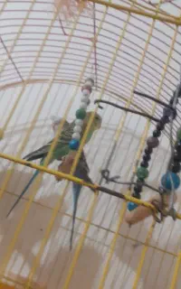 پرنده