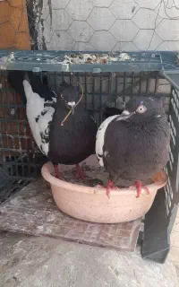 یک جفت سینه سیاه و یک جفت سینه قرمز  ۳تومان