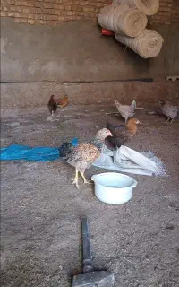 فروشی ۱۰تا جوجه بلوغ بزرگ