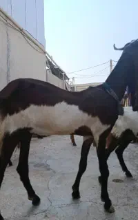 بز پاکستانی