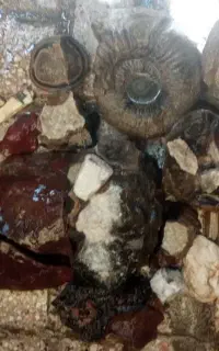 حراج انواع سنگ جاسپر الماس کوهی آمونیت فسیل