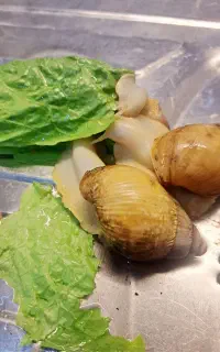 خزنده