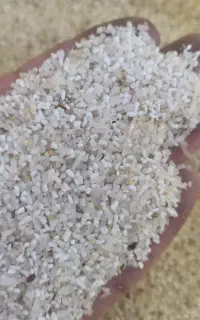 برنج نرمه فجر
