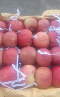 اجاره‌دارهستم روی‌درخت