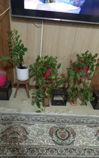 گل و گلدان