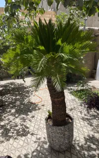 گل سیکاس ۲۵ساله