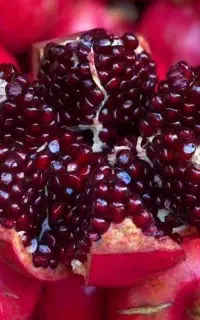 خرید نهال متناسب با اقلیم منطقه