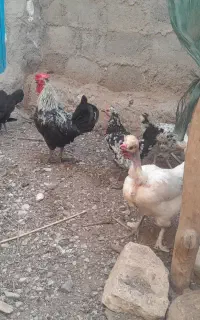 فروش مرغ و خروس محلی