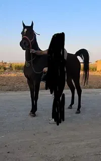 مادیان عرب شجره‌دار