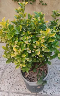 شمشاد