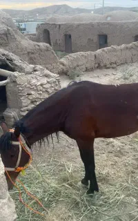 اسب ترکمن نریون