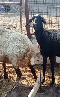 میش جوان