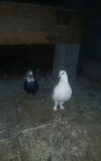 فروش ۵عدد کبوتر