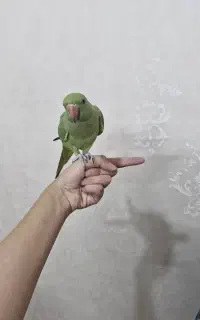 طوطی / ملنگو /سبز