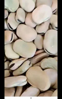 باقلی شاخ بزی هفت بند