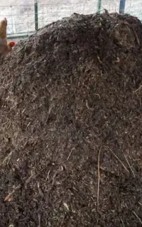 کود گوسفندی