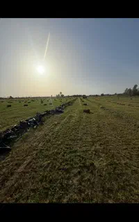 یونجه درجه یک
