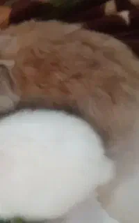 خرگوش لوپ