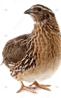 بلدرچین